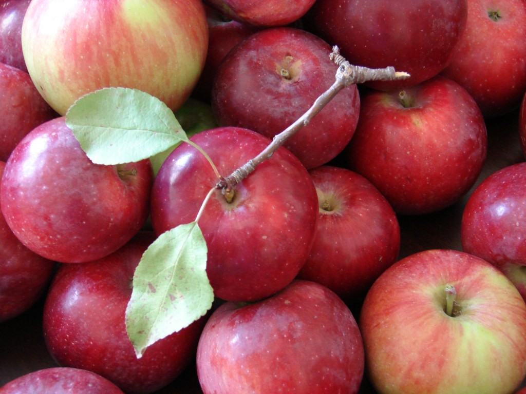 Apples, Photo by Eric Colleary