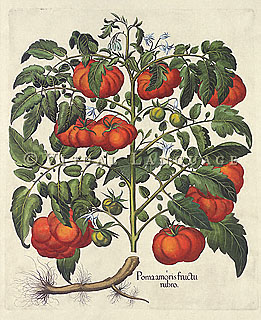 Botanical Illustration of a Tomato vine (hand-colored copper engraving), Besler, c. 1640